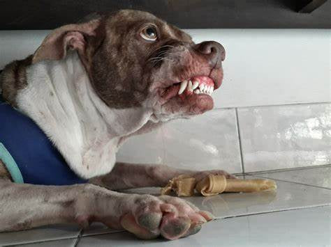 Online course Thursday 18th April 7-9pm Canine behaviour - dealing with behavioural issues in Dogs