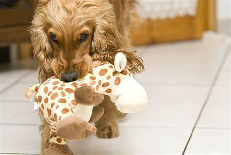 Online course Thursday 11th April 7-9pm Canine and Feline Behaviour - reading body language.