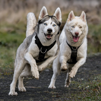Aim Qualifications Level 3 Canine Behaviour & Communication (Distance Learning)