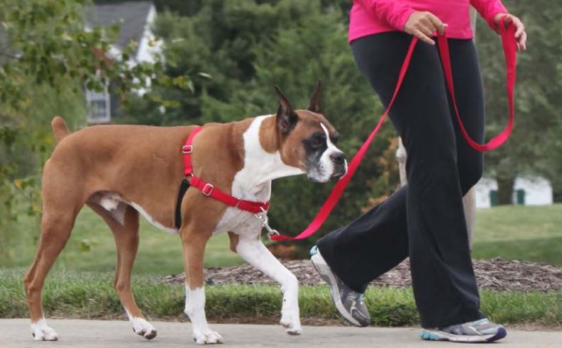 Easy Walk Harnesses Black - Various Sizes Available