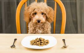 Canine Diet and Nutrition (Distance Learning)