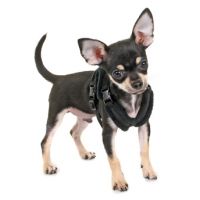 Perfect Fit Tiny Complete Harness