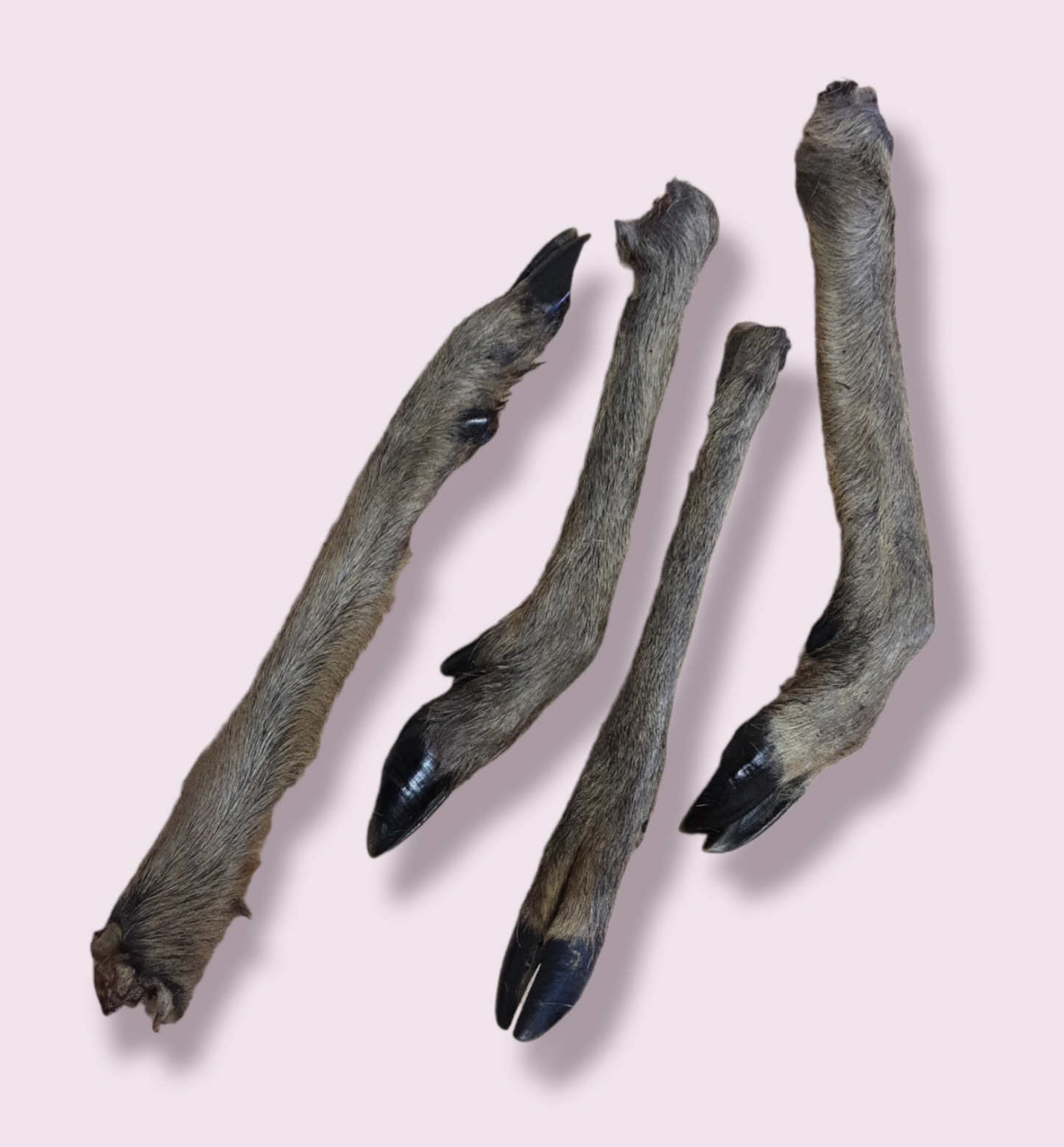 Deer Leg