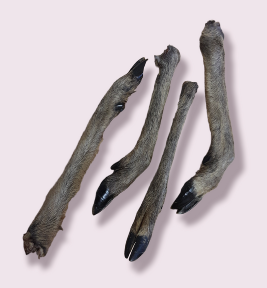 Deer Leg