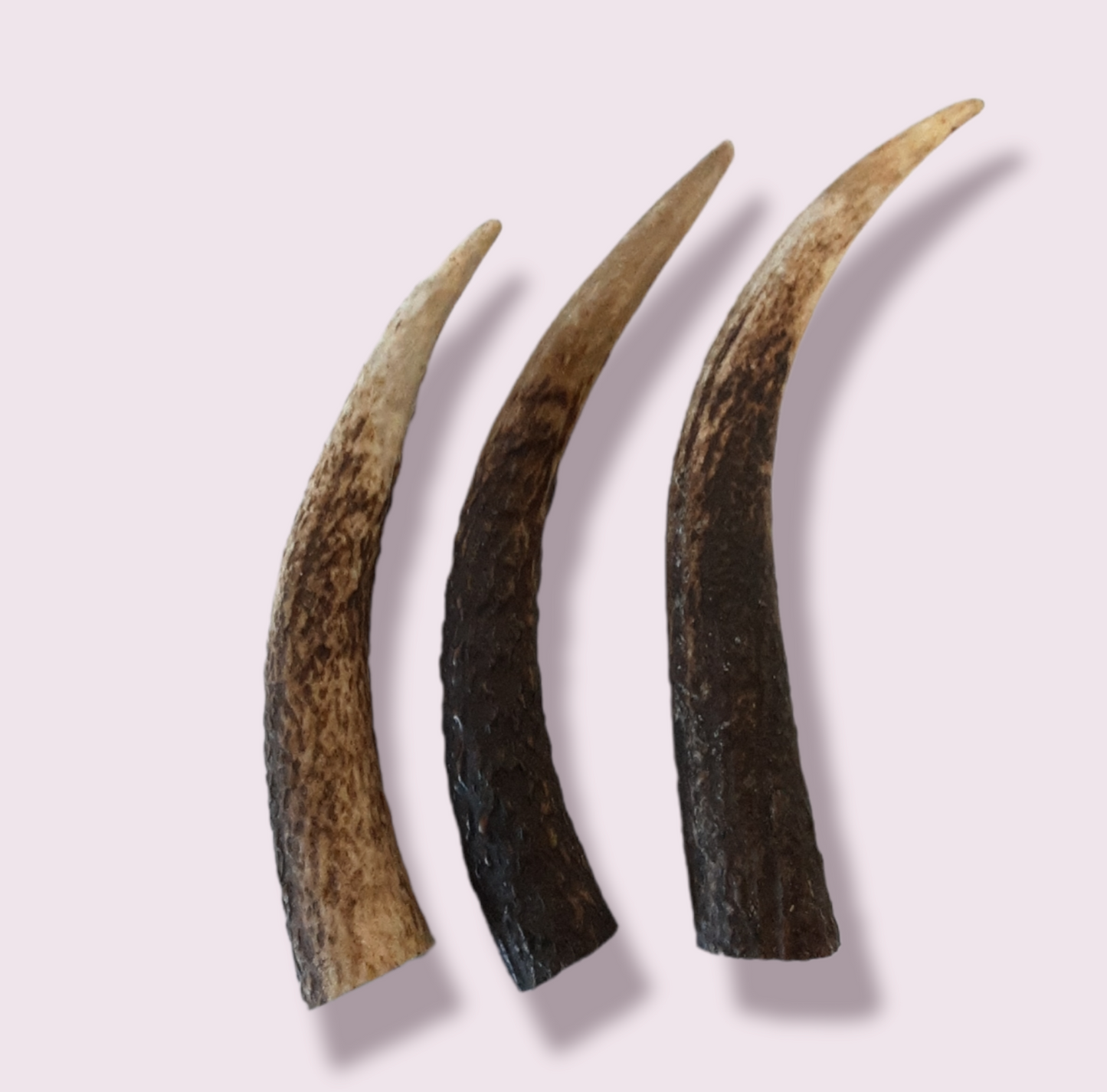 Deer Antler various sizes