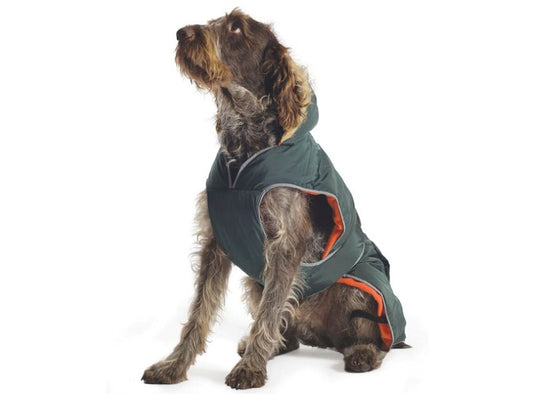 Brown Dog in Green Coat with Orange Fleece Lining Medium 40cm