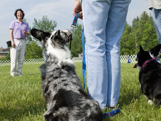 Aim Qualifications Level 3 Certificate in Canine Training and behaviour