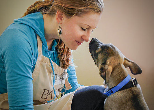 Aim Quualifications Practical Dog Training Level 3  (Distance learning and one Practical weekend)